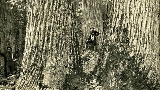 a mid-late 19th century image of people in an american chestnut tree forest, showing how thick the trees were.