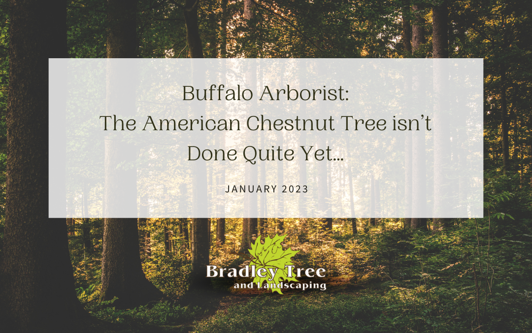The American Chestnut Tree Isn’t Extinct Just Yet…