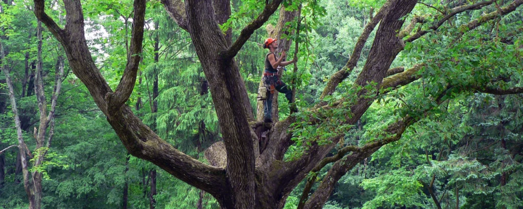 an isa-certified arborist inspects a tree as part of its seasonal plant care. the arborist is held up with a harness near the crown, showcasing how seriously this is taken 