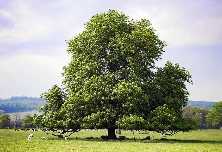 an american chestnut tree in a grassy field surrounded by sheep on a lightly cloudy day