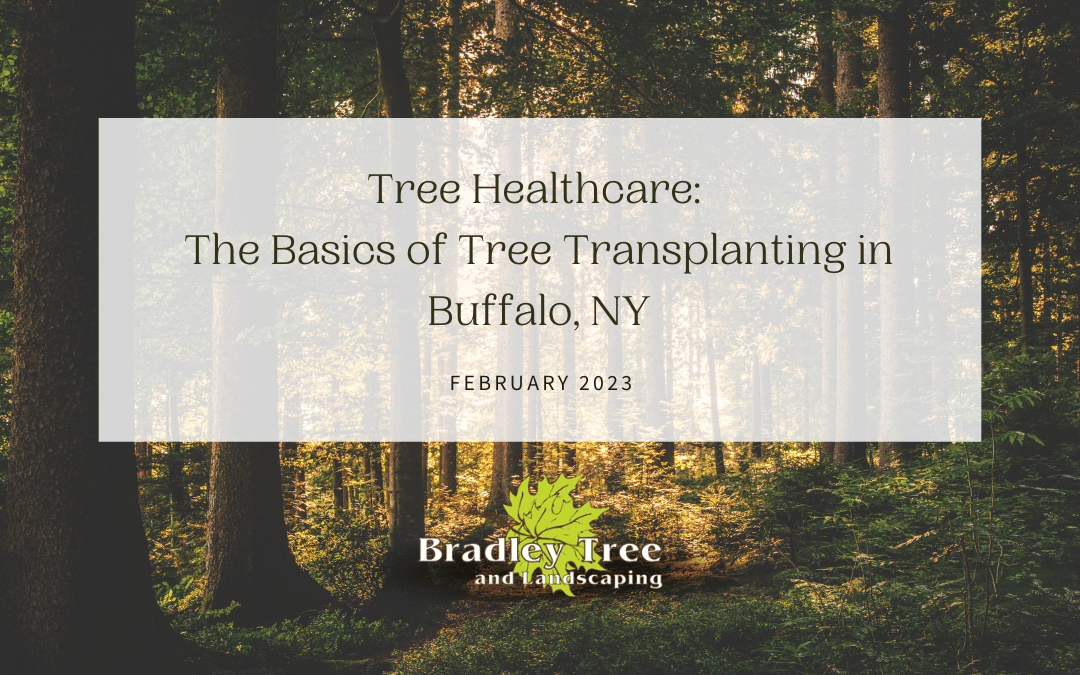 Tree Healthcare: The Basics of Tree Transplanting in Buffalo, NY