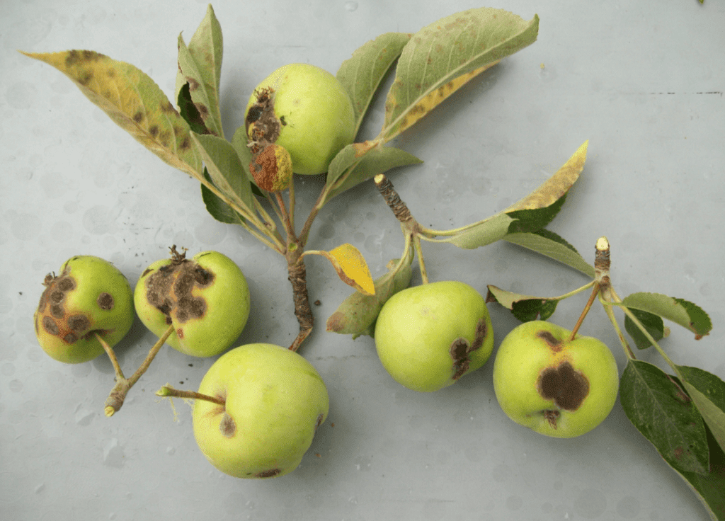 apple scab, an affliction apple trees may suffer if improperly cared for