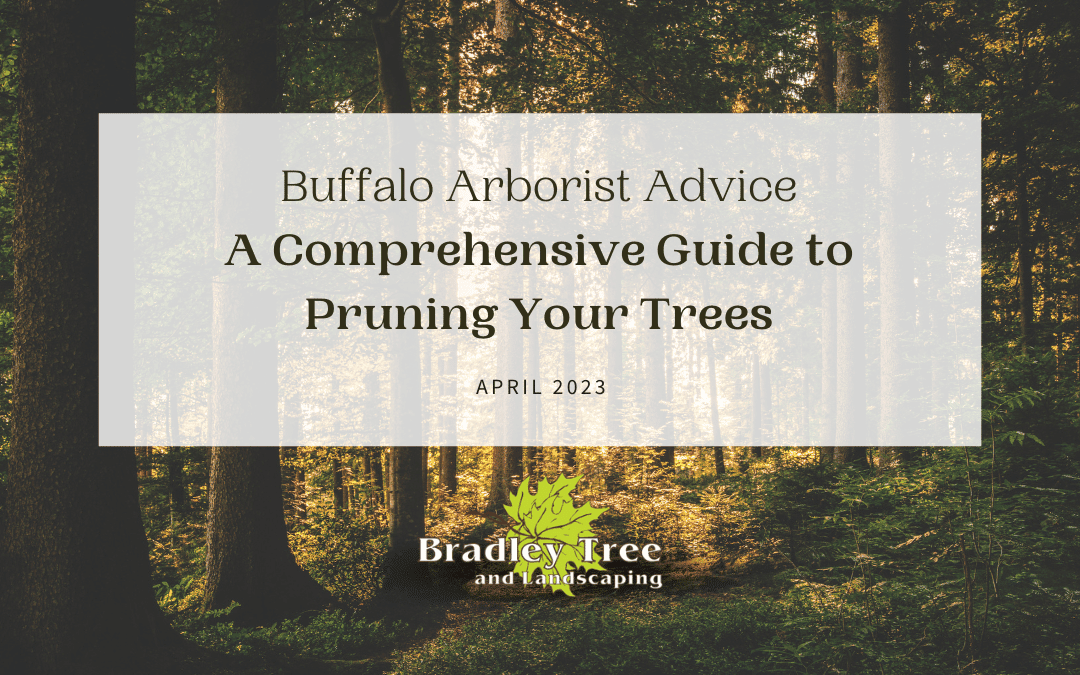  NY Arborist Advice: A Comprehensive Guide to Pruning Your Trees