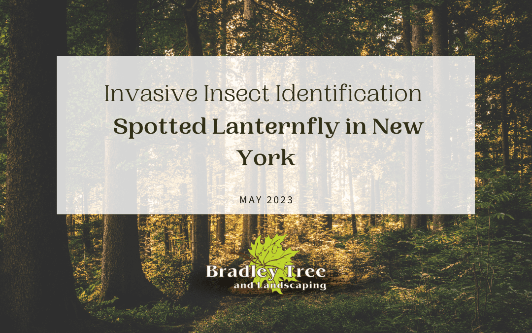 Invasive Insect Identification – Spotted Lanternfly in New York