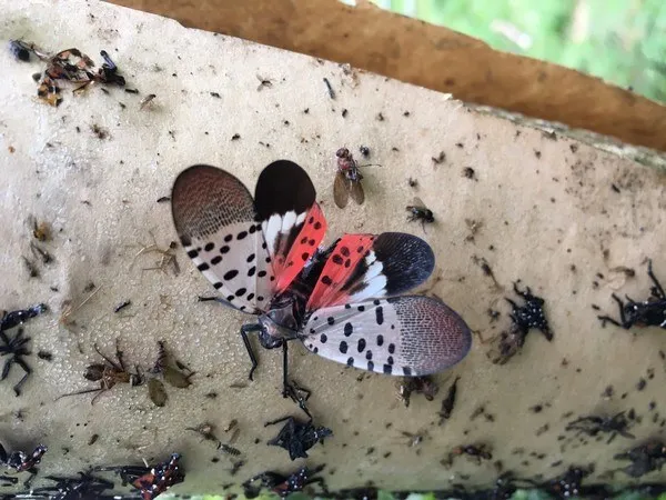 an adult spotted lanternfly on a tree trunk