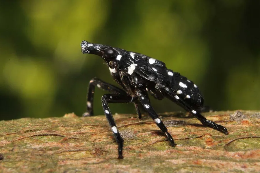 a juvenile, or nymph, spotted lanternfly on a tree branch. This stage shows the earlier, all-black with white spots coloration. 