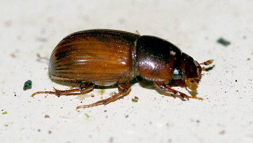 elm bark beetle - spread dutch elm disease