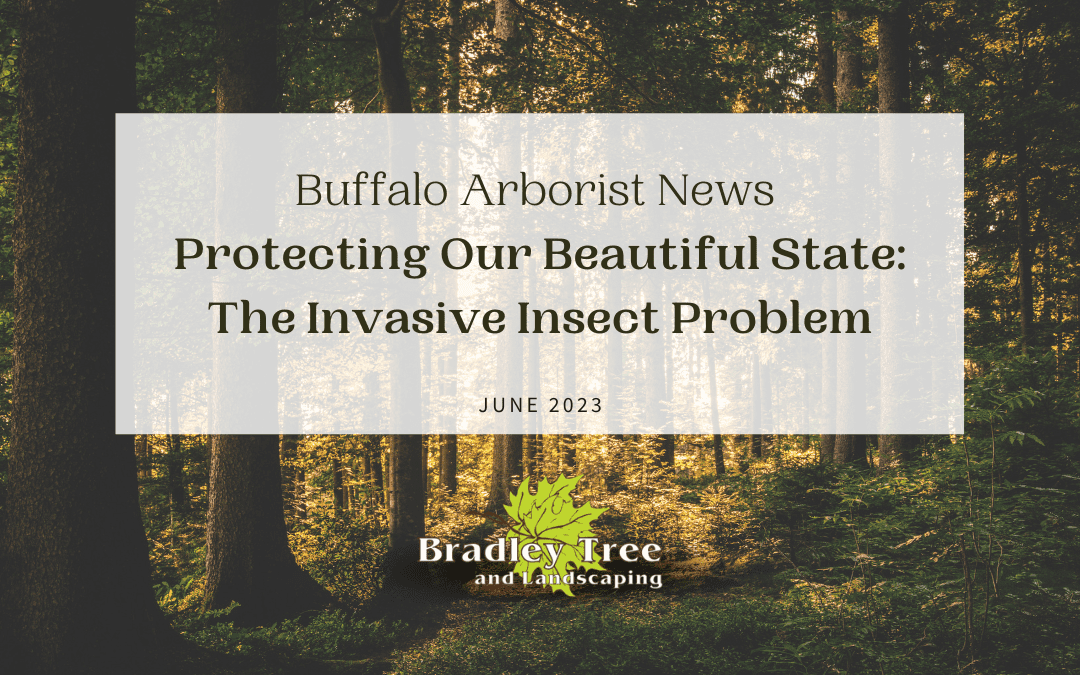 Facing the Invasive Insects Challenge in Western New York