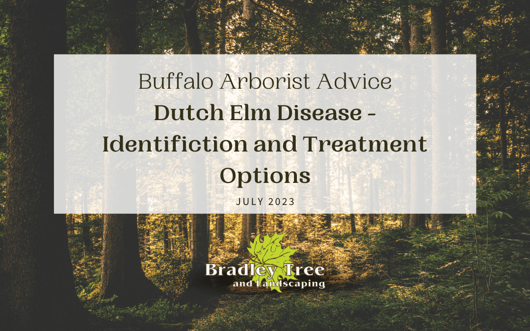 july 2023 blog feature image for identifying and treating dutch elm disease