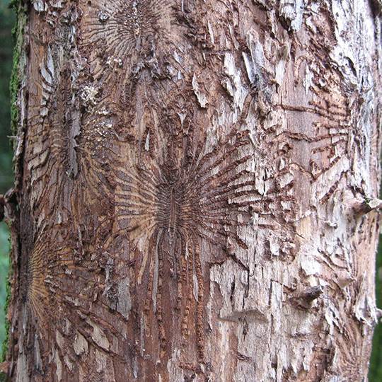 Dutch elm disease sign - larval gallery