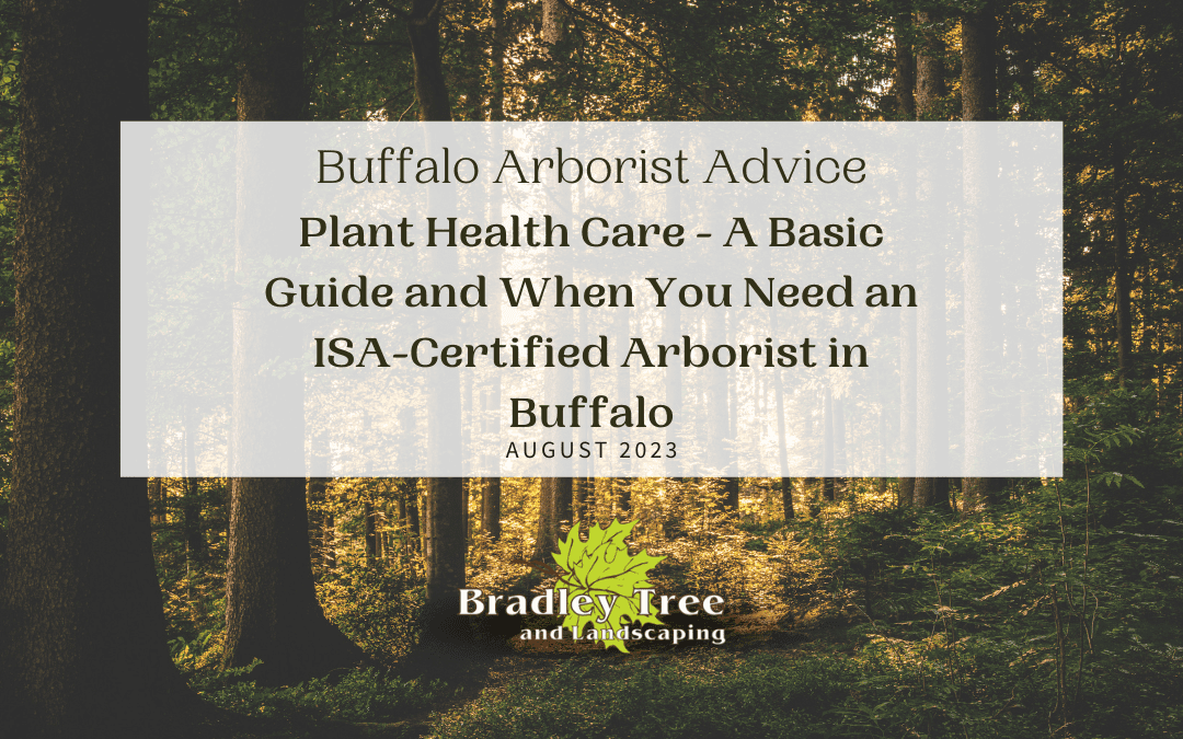 august 2023 blog feature image for a basic plant health care guide for when to call an ISA-certified arborist