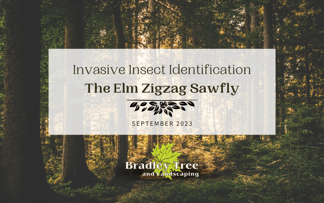 september 2023 blog post on identifying the elm zigzag sawfly and the dangers it presents