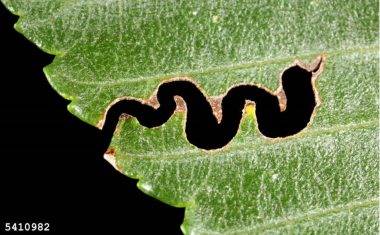 Leaf damage caused by a larval EZS, this pattern is unique to elm zigzag sawfly. Photo by Gyorgy Csoka, Hungary Forest Research Institute, Bugwood.org.