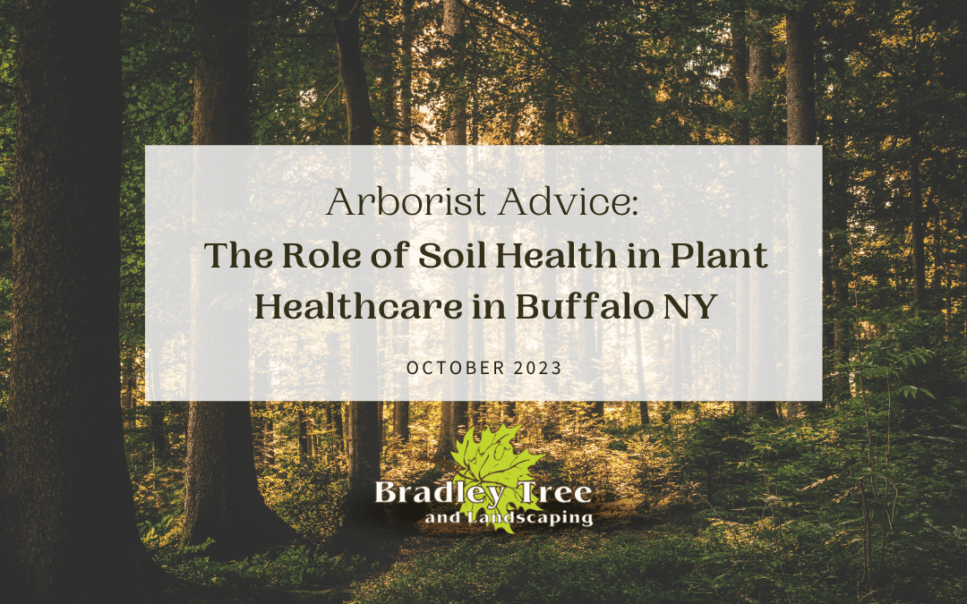 The Role of Soil Health in Buffalo NY Plant Health Care