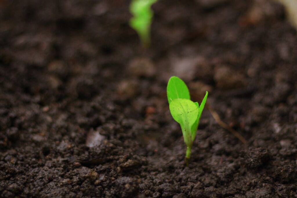 a tree sapling freshly planted in healthy soil