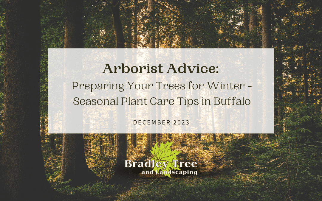 december 2023 blog post for seasonal plant care, specifically preparing trees for buffalo winters