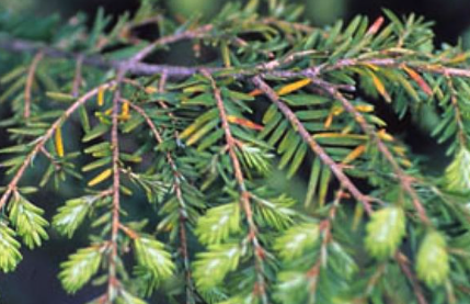 Tar spot of maple (Rhytisma species).<br />
Photo by Andrej Kunca, Bugwood.org