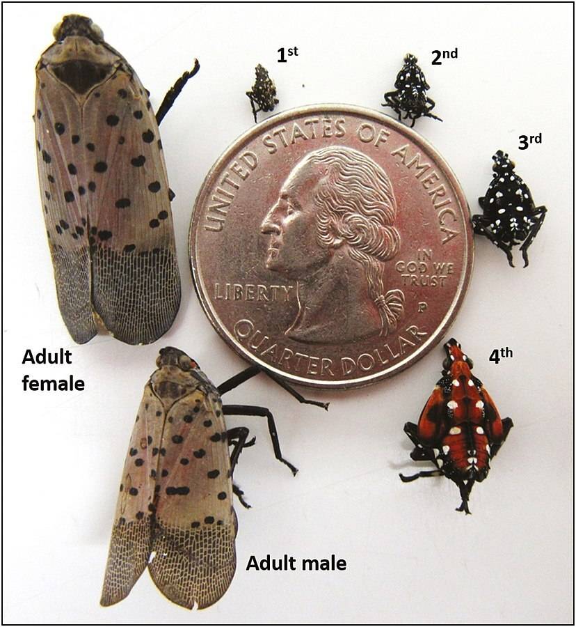 the life cycle and various stages for the spotted lanternfly, with a quarter for size reference 