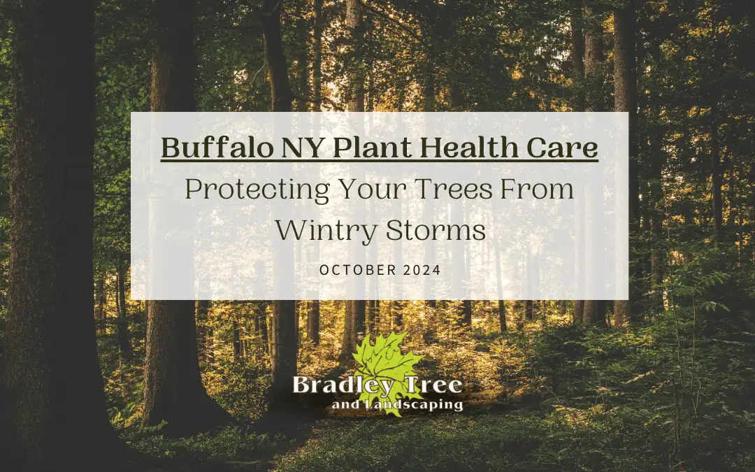 Protecting Your Trees From Wintry Storms | Buffalo NY Plant Health Care 