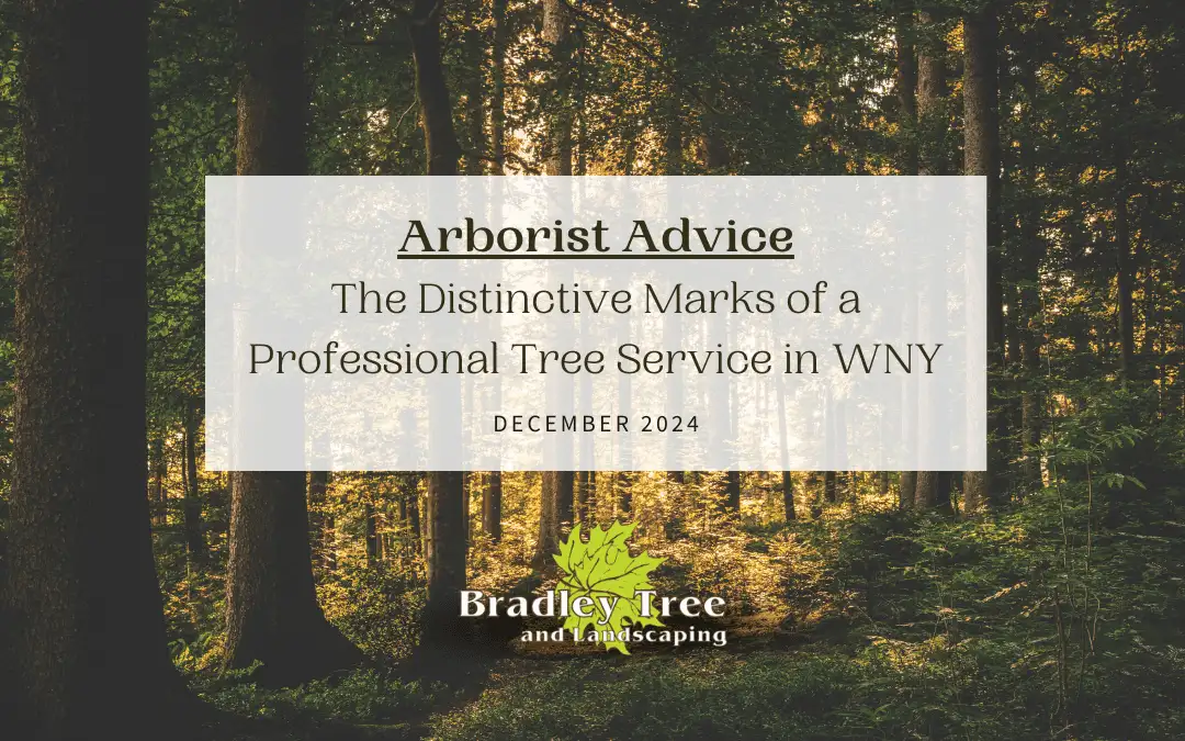 The Distinctive Marks of a Professional Tree Service in WNY