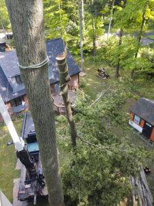 WNY Tree Pruning Safety, Tree limb rigging & tree pull-line