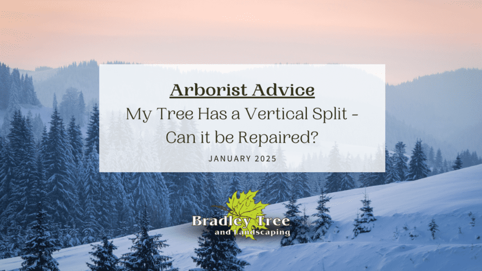 My Tree Has a Vertical Split – Can it be Repaired? - Bradley Trees