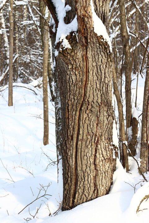 My Tree Has a Vertical Split – Can it be Repaired? - Bradley Trees
