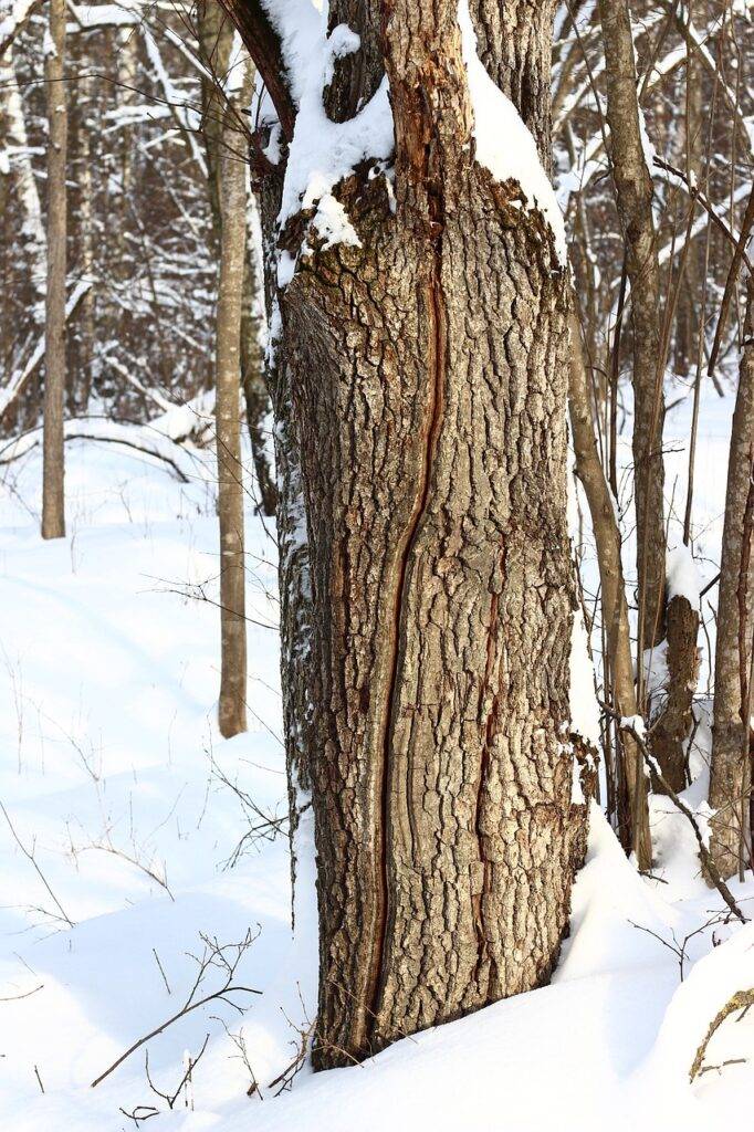 an oak tree with a vertical split in its trunk, in a snowy forest. 