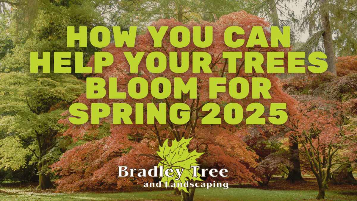 Trees Schedule Spring How You Can Help Your WNY Trees This Spring - Bradley Trees