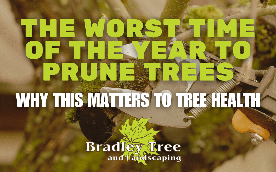 The Best and Worst Time of The Year to Prune Trees and Why It Matters