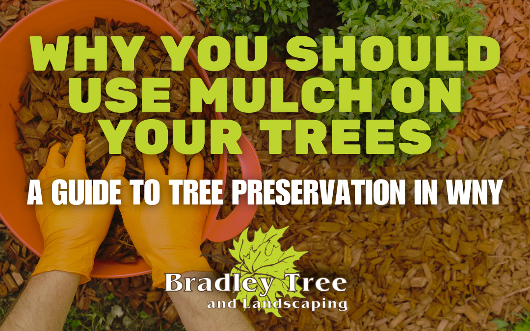 Tree Mulching Best Practices: The Complete 2026 Guide