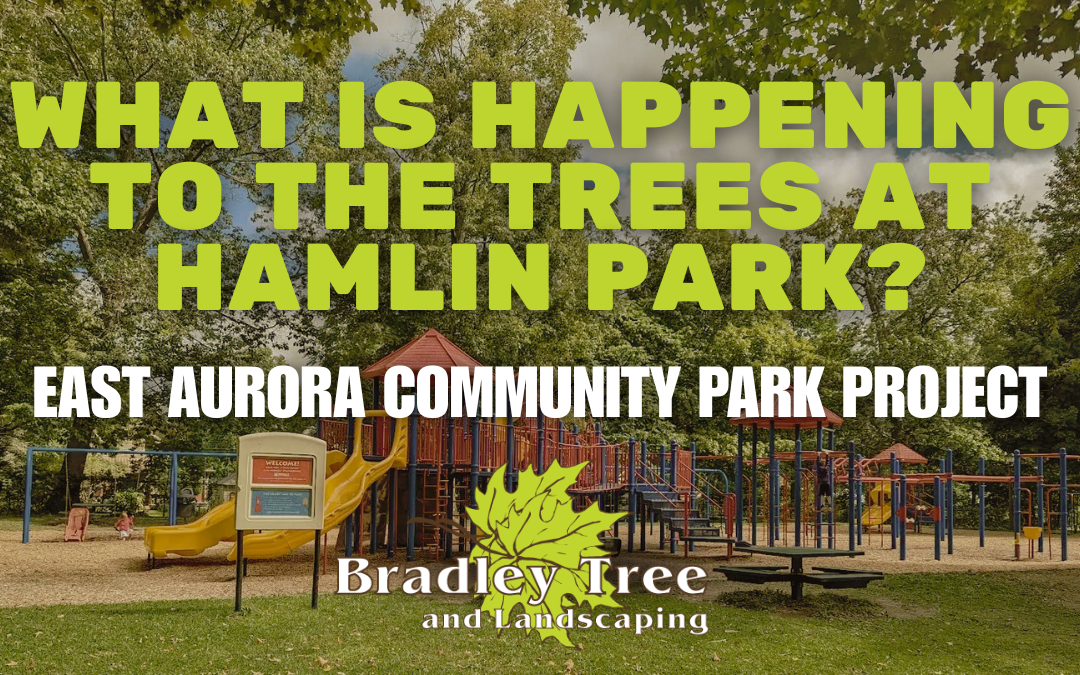What is Happening to the Trees at Hamlin Park in East Aurora?