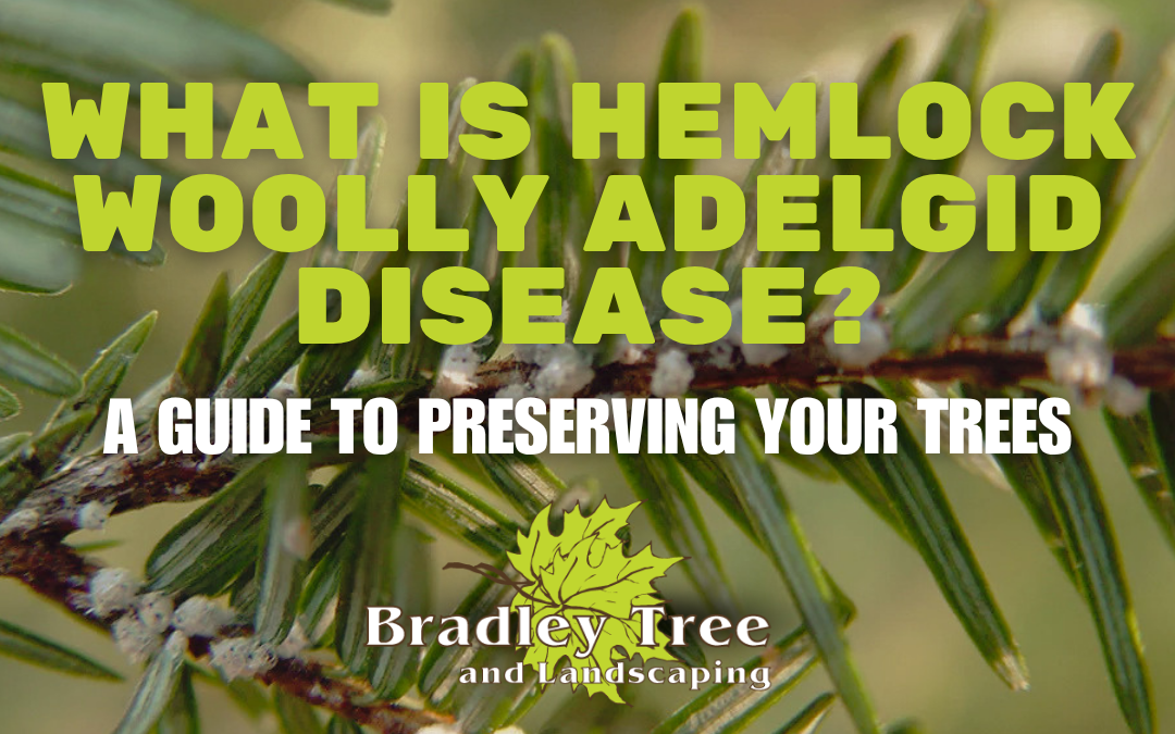 What is the Hemlock Woolly Adelgid Disease – A Complete Guide