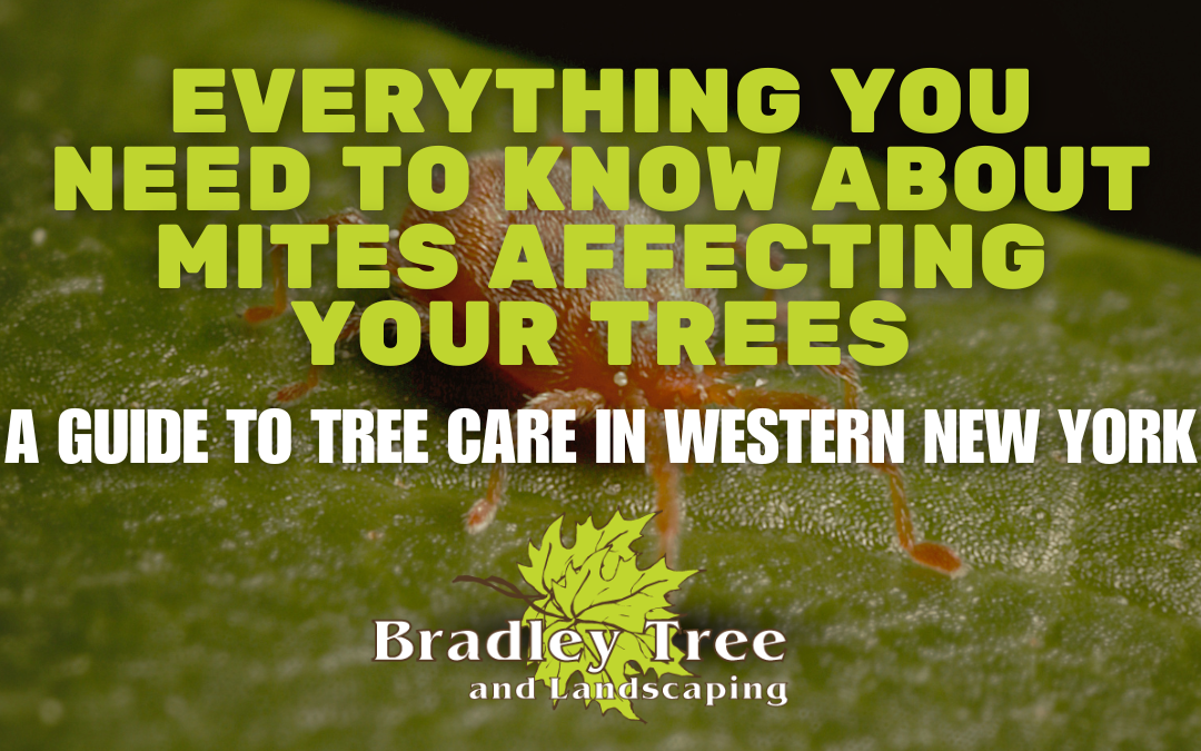 A Homeowner’s Guide to Tree Mites in Buffalo & Western New York