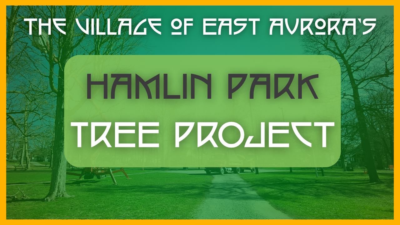 Thumbnail for video about tree project in East Aurora Halmin Park