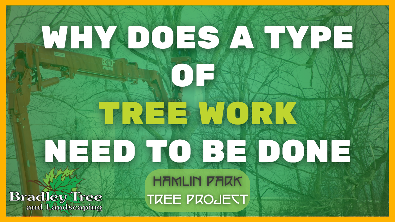 thumbnail for video about necessary tree work needing to be done