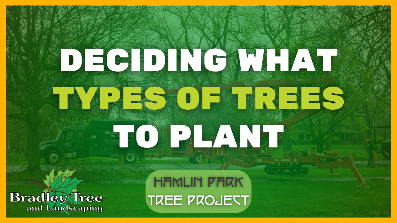thumbnail for video about planting the correct tree type in the correct location