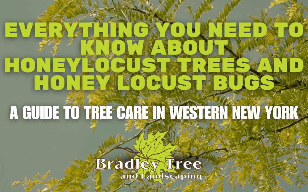 What is the Honeylocust Plant Bug? – A Complete Guide