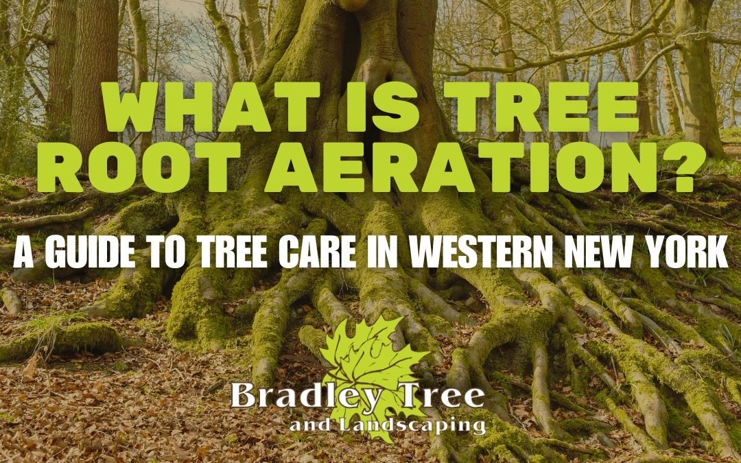What Is Tree Root Aeration? How It Helps Trees Thrive!