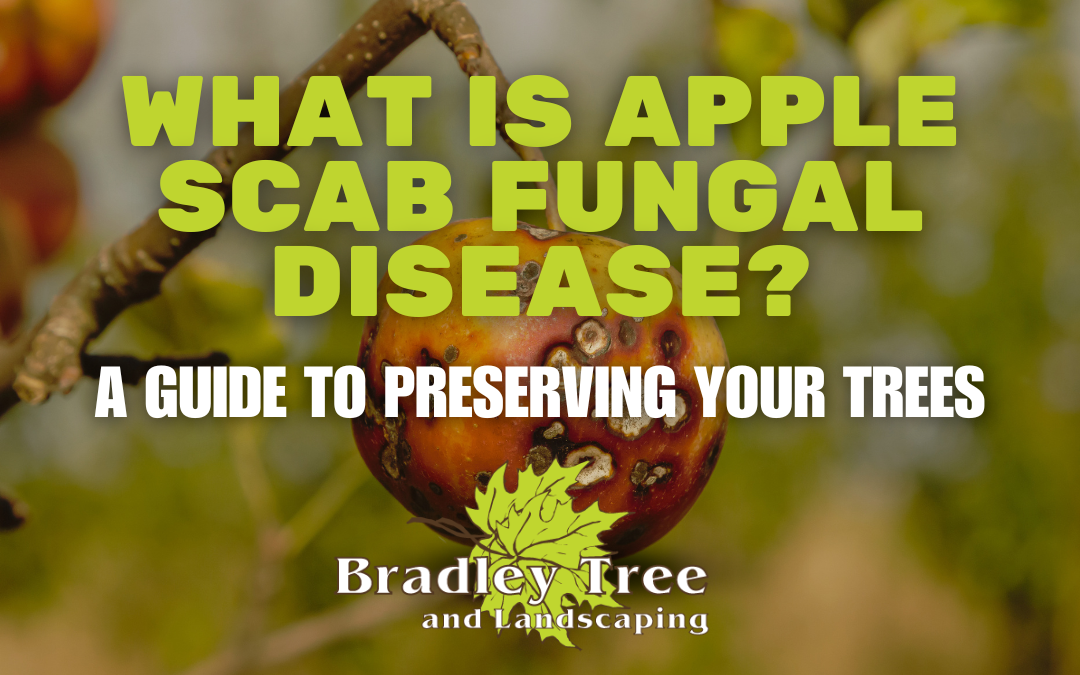 What is Apple Scab Fungal Disease? – A Complete Guide
