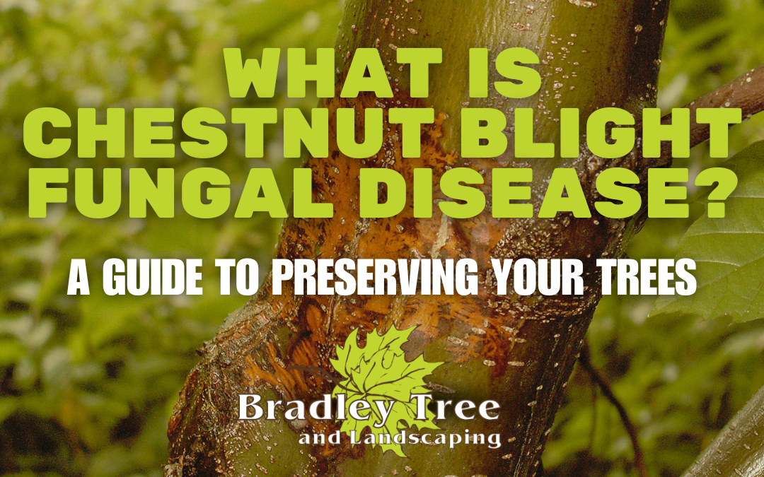 The LETHAL Chestnut Blight Fungal Disease – A Complete Guide