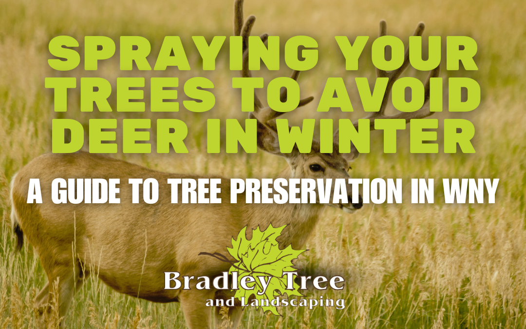 Why Using Deer Spray Before Winter Is VITAL for Your Trees and Plants