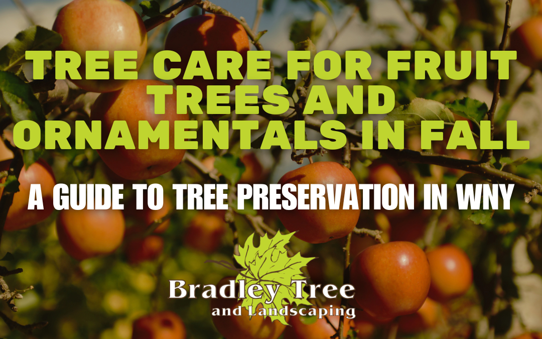 The Best Way to Handle Tree Pruning for Fruit Trees and Ornamental Trees in The Fall Season